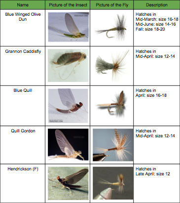 Fly Identification - Penn State Fly Fishing Club